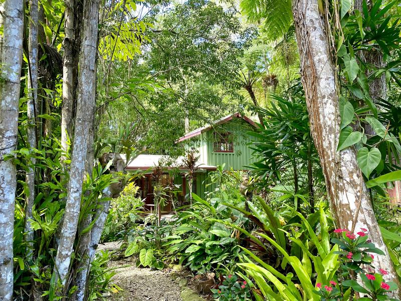 Timber Queensland home surrounded by a lush subtropical garden
