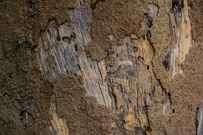 Close up of termite damage inside a piece of timber